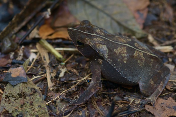 Crested Forest Toad (Rhinella "margaritifera")