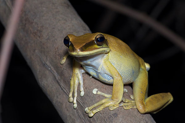 Rocket Treefrog (Boana lanciformis)