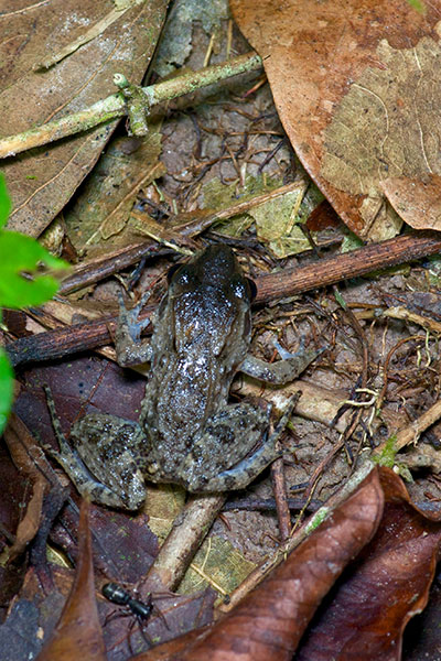 Peter’s Jungle Frog (Leptodactylus petersii)