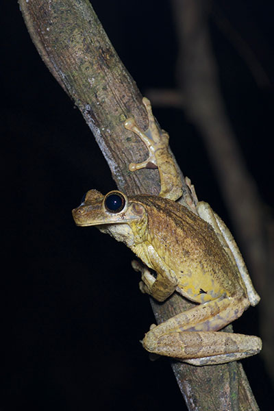 Giant Broad-headed Treefrog (Osteocephalus taurinus)