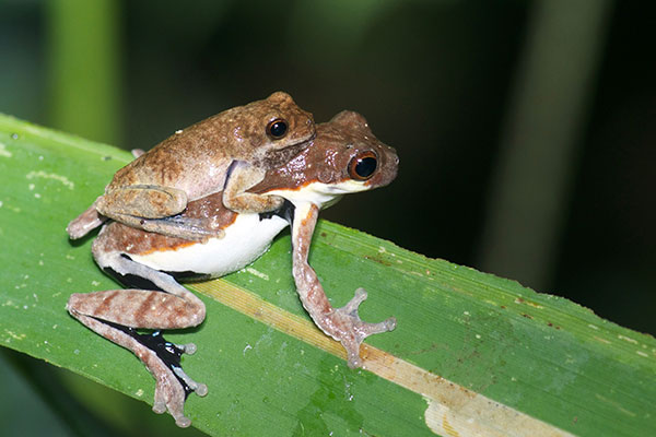 Cardoso’s Treefrog (Dendropsophus timbeba)