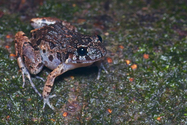 Forest Chirping Frog (Adenomera hylaedactyla)