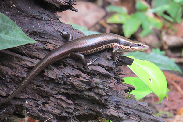 South American Spotted Skink (Copeoglossum nigropunctatum)