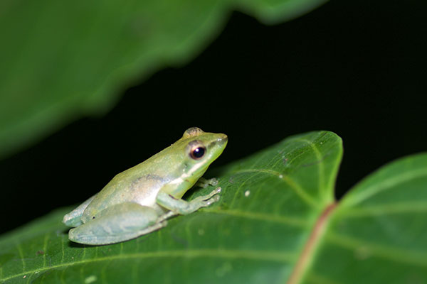 Tarauaca Snouted Treefrog (Scarthyla goinorum)