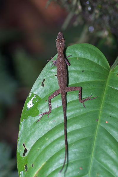 Brown-eared Anole (Anolis fuscoauratus)