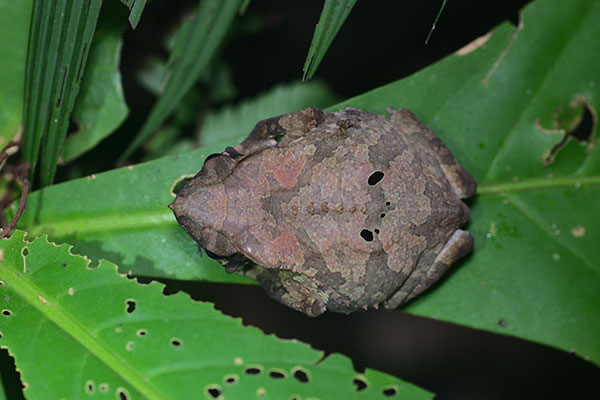 Crested Forest Toad (Rhinella "margaritifera")