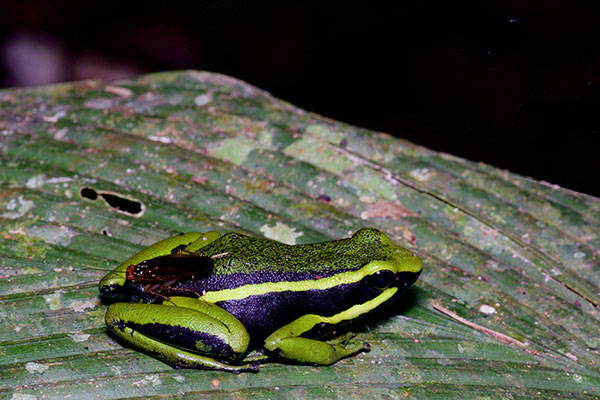 Three-striped Poison Frog (Ameerega trivittata)