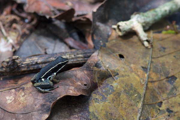 Spotted-thighed Poison Frog (Allobates femoralis)