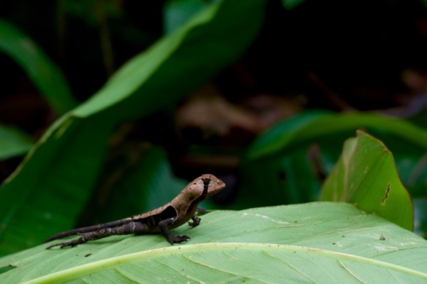 Western Leaf Lizard (Stenocercus fimbriatus)