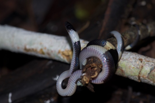 Banded Calico Snake (Oxyrhopus petolarius digitalis)