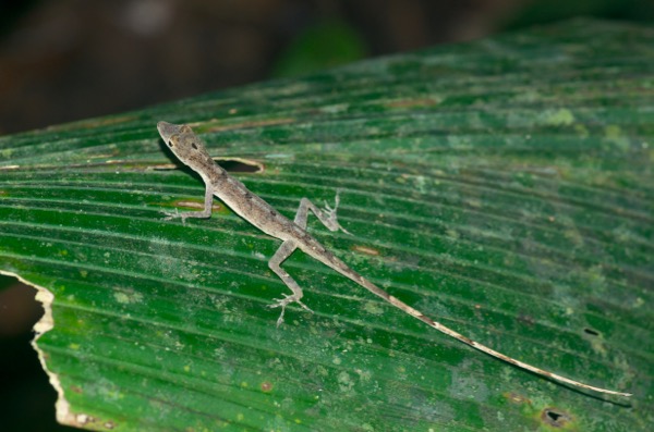 Brown-eared Anole (Anolis fuscoauratus)