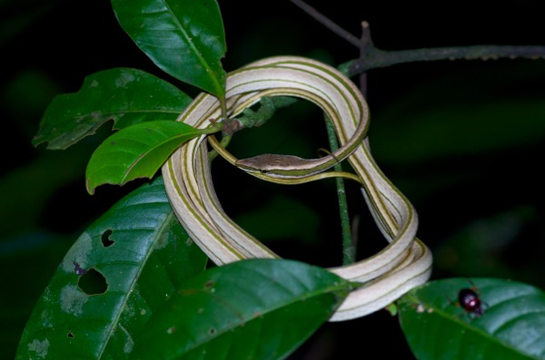 Green-striped Vine Snake (Philodryas argentea)
