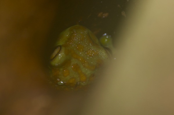 Amazon Milk Frog (Trachycephalus resinifictrix)