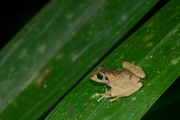 Carabaya Rain Frog (Pristimantis ockendeni)