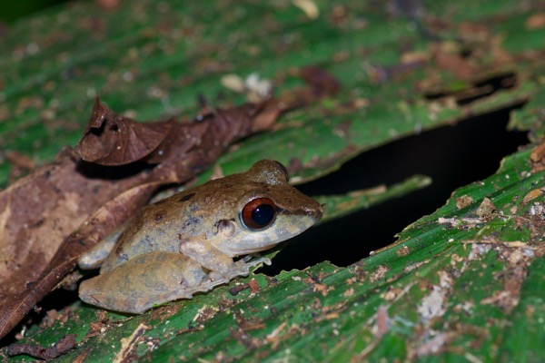 Malkin’s Rain Frog (Pristimantis malkini)