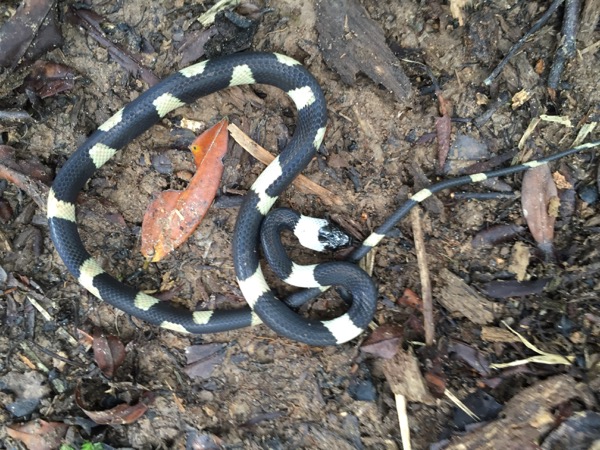 Banded Calico Snake (Oxyrhopus petolarius digitalis)