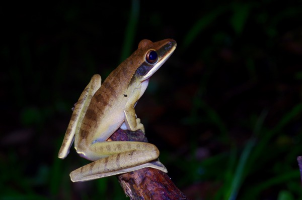 Rocket Treefrog (Boana lanciformis)