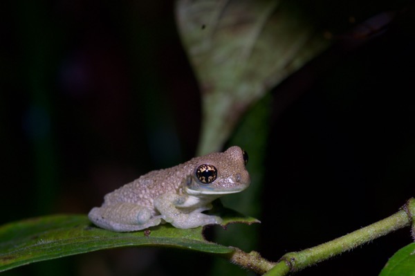 Common Milk Frog (Trachycephalus typhonius)