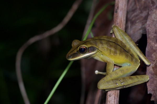 Rocket Treefrog (Boana lanciformis)