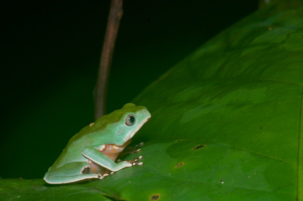 Giant Monkey Frog (Phyllomedusa bicolor)