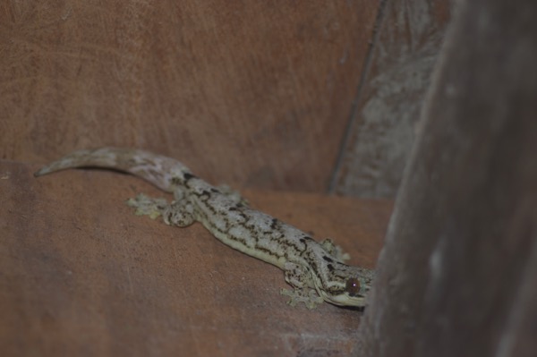 Southern Turnip-tailed Gecko (Thecadactylus solimoensis)