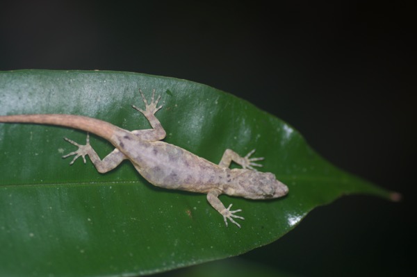 Bridled Forest Gecko (Gonatodes humeralis)