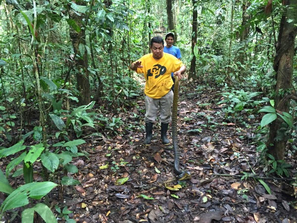 Yellow-tailed Indigo Snake (Drymarchon corais)