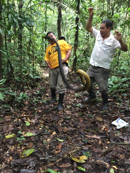 Yellow-tailed Indigo Snake (Drymarchon corais)