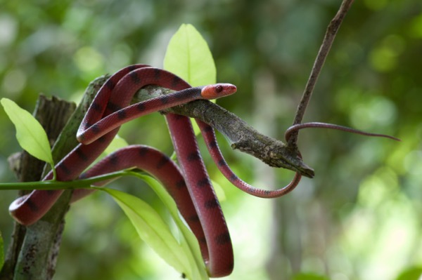Red Vine Snake (Siphlophis compressus)