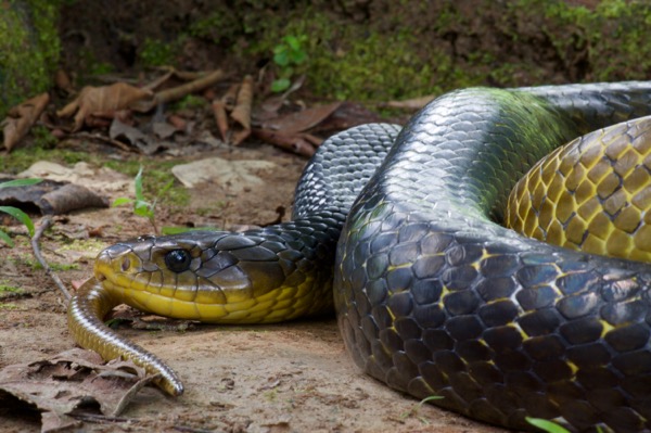 Yellow-tailed Indigo Snake (Drymarchon corais)