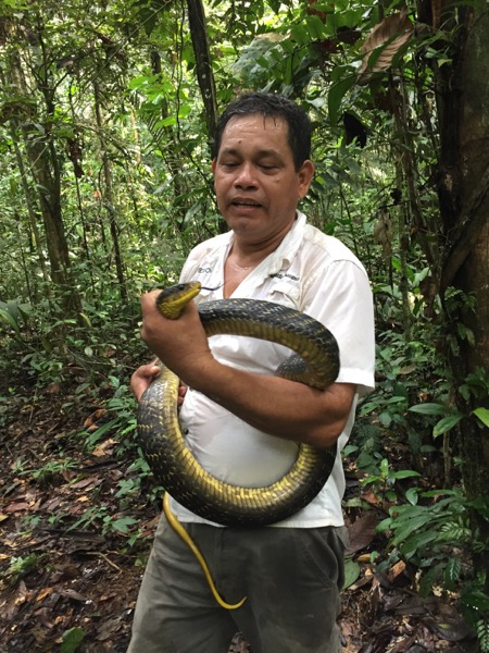 Yellow-tailed Indigo Snake (Drymarchon corais)