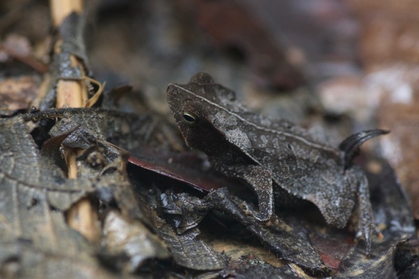 Crested Forest Toad (Rhinella "margaritifera")