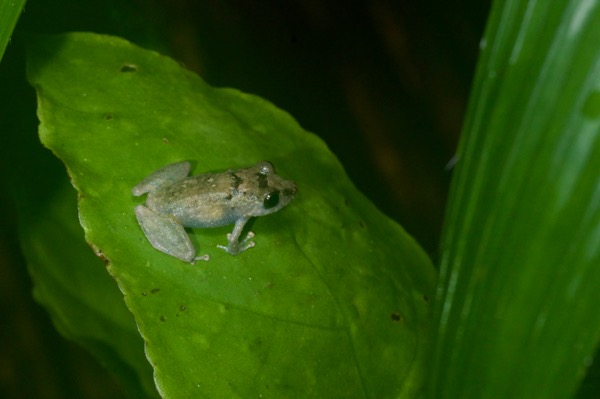 Luscombe’s Rain Frog (Pristimantis luscombei)