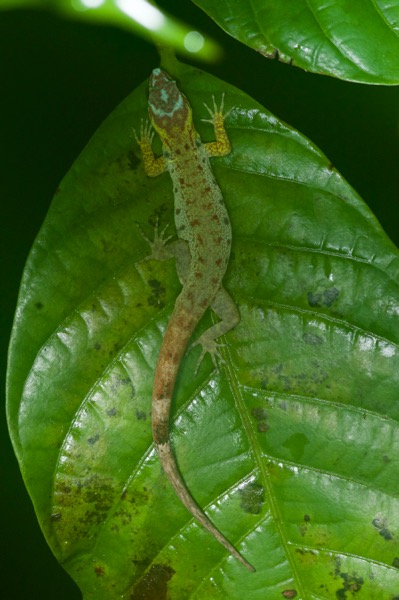 Bridled Forest Gecko (Gonatodes humeralis)