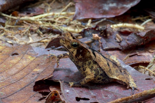 Crested Forest Toad (Rhinella "margaritifera")