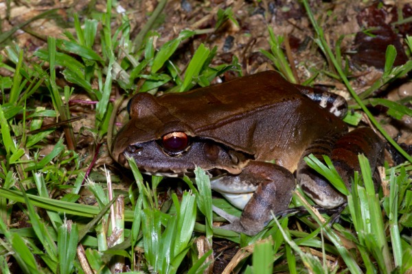 Smokey Jungle Frog (Leptodactylus pentadactylus)