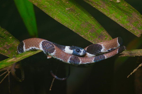 Ornate Snail-eating Snake (Dipsas catesbyi)