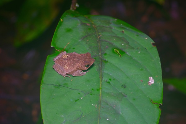 Crested Forest Toad (Rhinella "margaritifera")