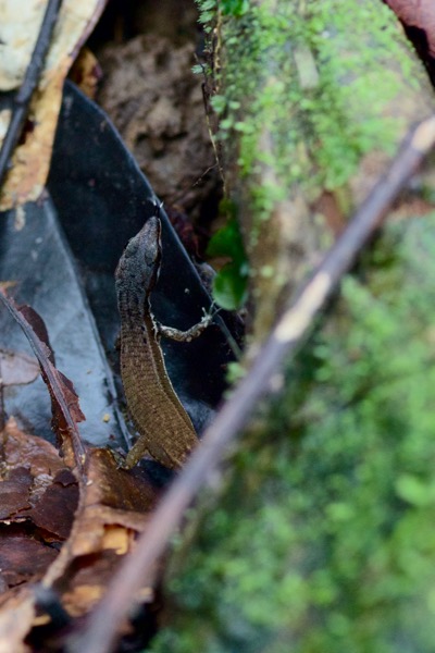 Elegant Eyed Lizard (Cercosaura argula)