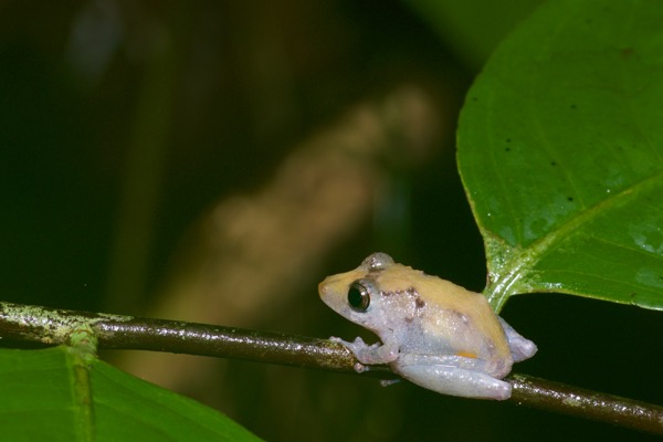 Luscombe’s Rain Frog (Pristimantis luscombei)