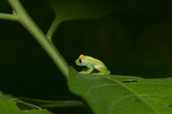 Polkadot Treefrog (Boana punctata)