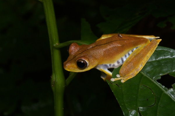 Convict Treefrog (Boana calcarata)
