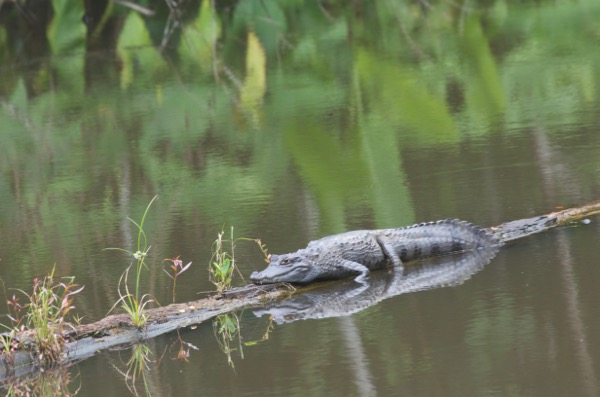 Common Caiman (Caiman crocodilus)