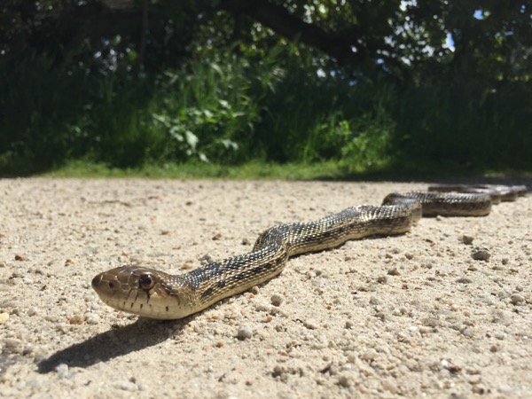 Pacific Gopher Snake (Pituophis catenifer catenifer)