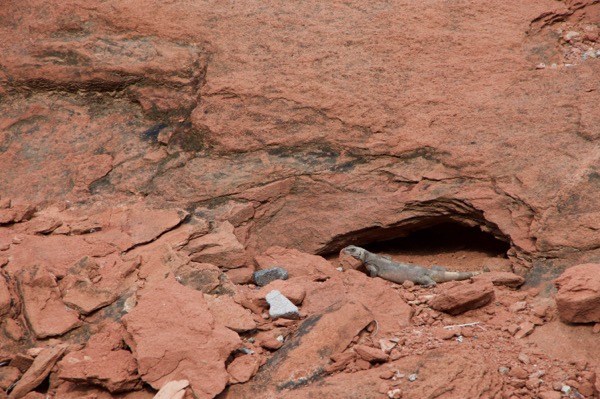 Common Chuckwalla (Sauromalus ater)