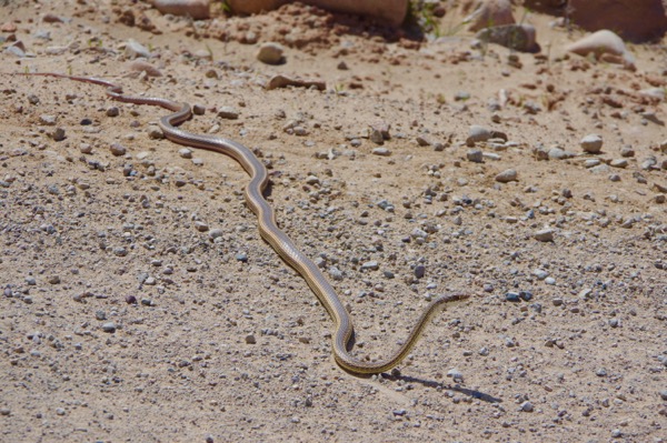 Desert Striped Whipsnake (Masticophis taeniatus taeniatus)