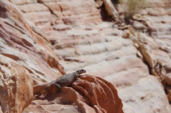 Common Chuckwalla (Sauromalus ater)