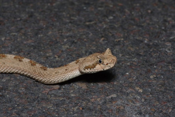 Mohave Desert Sidewinder (Crotalus cerastes cerastes)