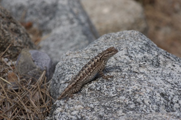 Coast Range Fence Lizard (Sceloporus occidentalis bocourtii)