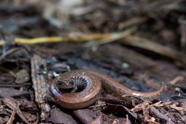 California Slender Salamander (Batrachoseps attenuatus)